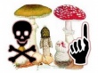 О мерах профилактики отравлений грибами 