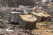В ОМВД России по Кусинскому муниципальному району возбуждено уголовное дело по факту незаконной вырубки деревьев