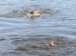 Пренебрежение правилами поведения на водоемах чревато трагедией: в Никольском пруду утонул ребенок.