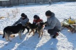 Активисты ОНФ в Челябинской области помогли благотворительному приюту для бездомных животных  
