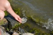 Челябинские эксперты ОНФ взяли на контроль ситуацию с мором рыбы в озере Синеглазово