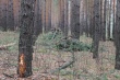 Челябинские активисты ОНФ сообщили в прокуратуру о нарушениях при проведении рубок, которые грозят лесными пожарами