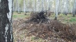 Челябинские активисты ОНФ выявили факты нарушения Лесного кодекса в Красноармейском районе