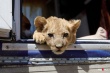 Челябинский ОНФ обратился в Росприроднадзор с просьбой передать в приют «Спаси меня» львенка, изъятого из багажника автобуса