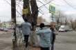 Челябинские активисты Народного фронта очистили деревья от рекламы