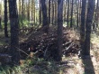 На сигнал челябинских активистов ОНФ о вырубке отреагировали в окружном департаменте лесного хозяйства